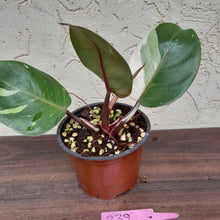 Load image into Gallery viewer, #239 Philodendron White Knight