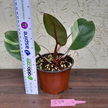 Load image into Gallery viewer, #239 Philodendron White Knight