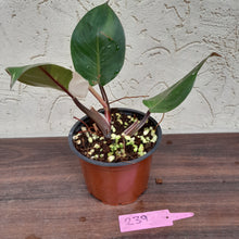 Load image into Gallery viewer, #239 Philodendron White Knight