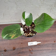 Load image into Gallery viewer, #160 Philodendron White Knight
