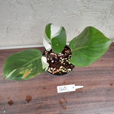 #160 Philodendron White Knight