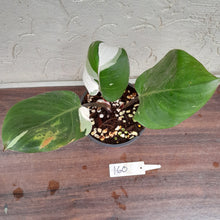 Load image into Gallery viewer, #160 Philodendron White Knight