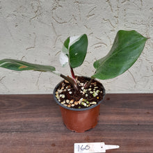 Load image into Gallery viewer, #160 Philodendron White Knight