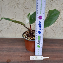 Load image into Gallery viewer, #160 Philodendron White Knight