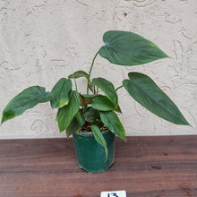 Load image into Gallery viewer, #13 Philodendron Tenue x Plowmanii