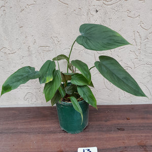#13 Philodendron Tenue x Plowmanii