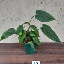 Load image into Gallery viewer, #13 Philodendron Tenue x Plowmanii