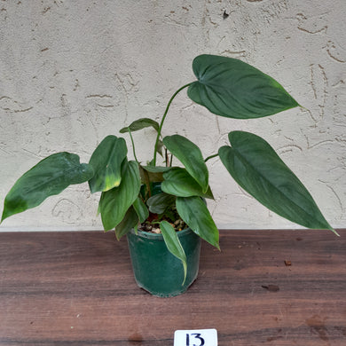 #13 Philodendron Tenue x Plowmanii