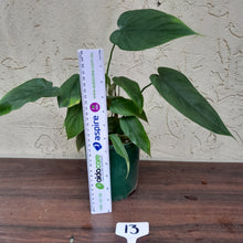 Load image into Gallery viewer, #13 Philodendron Tenue x Plowmanii