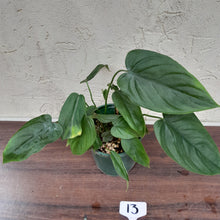 Load image into Gallery viewer, #13 Philodendron Tenue x Plowmanii