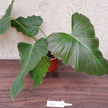 Load image into Gallery viewer, #146 Philodendron Corsinianum / &#39;Bronze Shield&#39;
