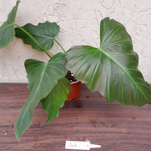 #146 Philodendron Corsinianum / 'Bronze Shield'