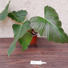 Load image into Gallery viewer, #146 Philodendron Corsinianum / &#39;Bronze Shield&#39;