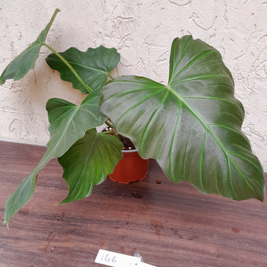 #146 Philodendron Corsinianum / 'Bronze Shield'