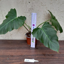 Load image into Gallery viewer, #146 Philodendron Corsinianum / &#39;Bronze Shield&#39;