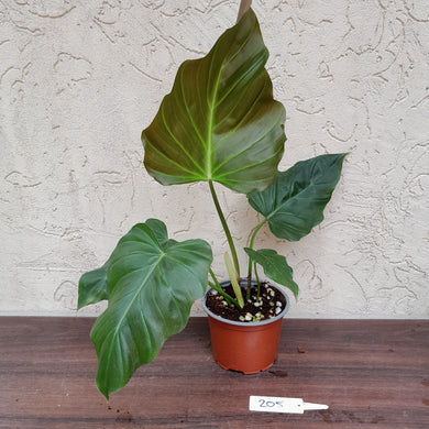 #205 Philodendron Corsinianum / 'Bronze Shield'