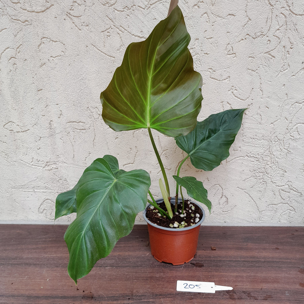 #205 Philodendron Corsinianum / 'Bronze Shield'