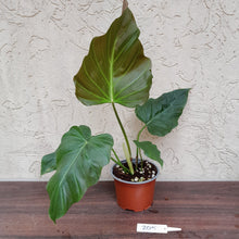 Load image into Gallery viewer, #205 Philodendron Corsinianum / &#39;Bronze Shield&#39;