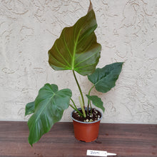 Load image into Gallery viewer, #205 Philodendron Corsinianum / &#39;Bronze Shield&#39;