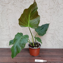 Load image into Gallery viewer, #205 Philodendron Corsinianum / &#39;Bronze Shield&#39;