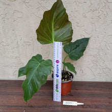 Load image into Gallery viewer, #205 Philodendron Corsinianum / &#39;Bronze Shield&#39;