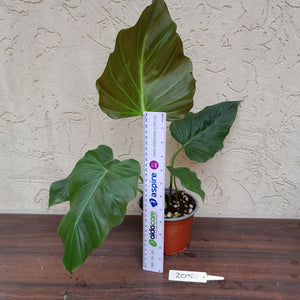#205 Philodendron Corsinianum / 'Bronze Shield'
