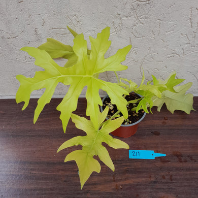 #211 Philodendron Warscewiczii Flavum - Aurea