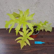 Load image into Gallery viewer, #211 Philodendron Warscewiczii Flavum - Aurea