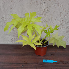 Load image into Gallery viewer, #211 Philodendron Warscewiczii Flavum - Aurea