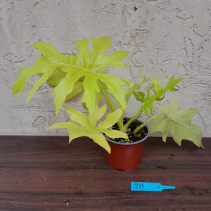 #211 Philodendron Warscewiczii Flavum - Aurea