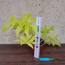 Load image into Gallery viewer, #211 Philodendron Warscewiczii Flavum - Aurea