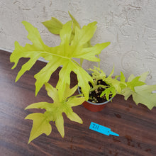Load image into Gallery viewer, #211 Philodendron Warscewiczii Flavum - Aurea
