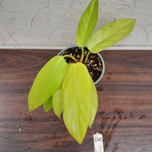 Load image into Gallery viewer, #140 Philodendron Golden Erubescens