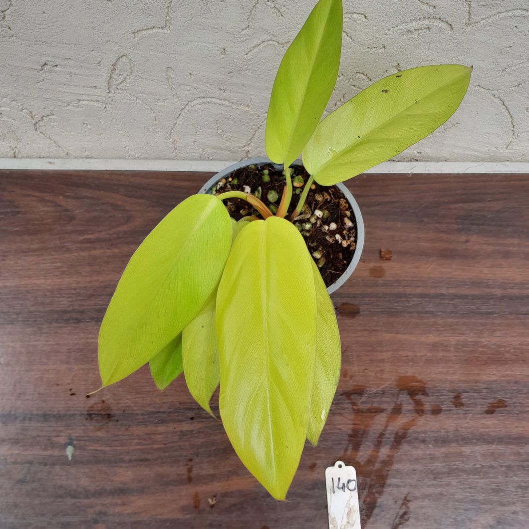 #140 Philodendron Golden Erubescens