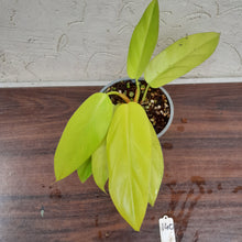 Load image into Gallery viewer, #140 Philodendron Golden Erubescens