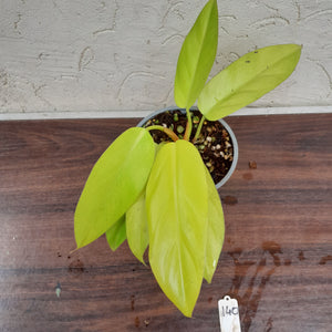 #140 Philodendron Golden Erubescens