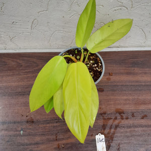 #140 Philodendron Golden Erubescens