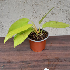 #140 Philodendron Golden Erubescens