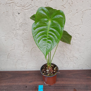 #109 Anthurium Veitchii - Wide Form