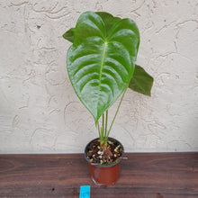 Load image into Gallery viewer, #109 Anthurium Veitchii - Wide Form