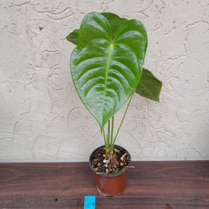 #109 Anthurium Veitchii - Wide Form