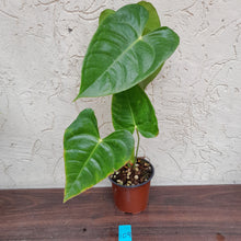 Load image into Gallery viewer, #109 Anthurium Veitchii - Wide Form