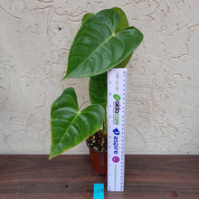 Load image into Gallery viewer, #109 Anthurium Veitchii - Wide Form