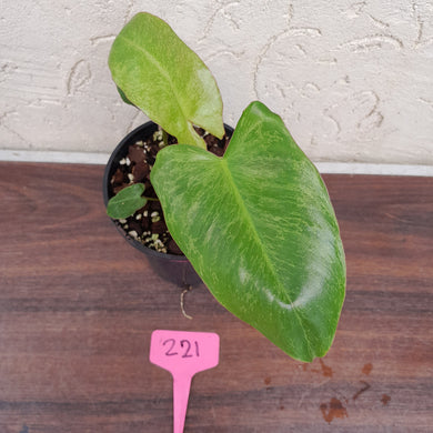 #221 Philodendron Paraiso Verde