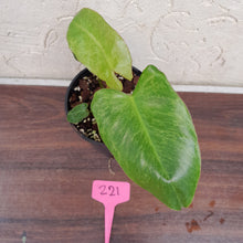 Load image into Gallery viewer, #221 Philodendron Paraiso Verde