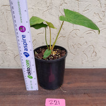 Load image into Gallery viewer, #221 Philodendron Paraiso Verde