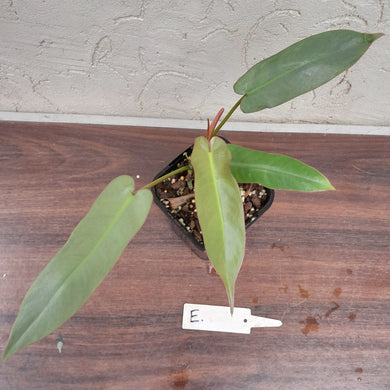 #E Philodendron Atabapoense
