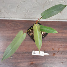 Load image into Gallery viewer, #E Philodendron Atabapoense