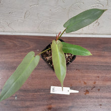Load image into Gallery viewer, #E Philodendron Atabapoense