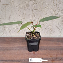 Load image into Gallery viewer, #E Philodendron Atabapoense